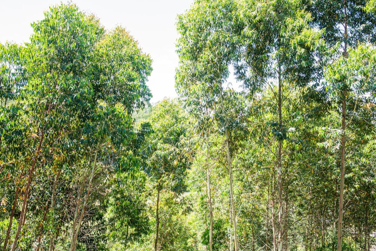 Casa Container FIGO em meio a natureza na Serra Gaúcha Flores da Cunha Exterior foto